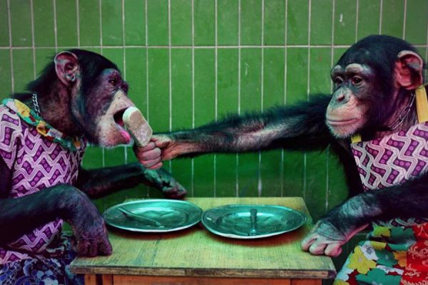 Meet the new ‘Persons’: The Apes