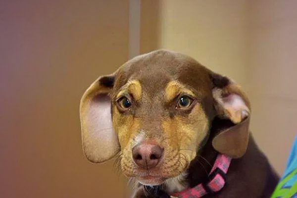 Rescued dog rescues little girl